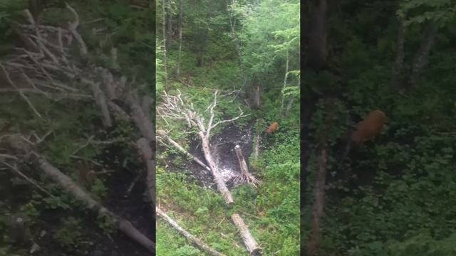 Выход быка изюбря на солонец смотреть онлайн