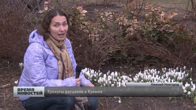 Крокусы расцвели в нижегородском кремле смотреть онлайн