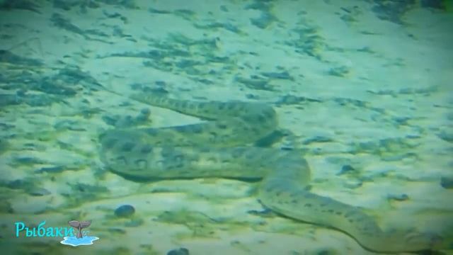 Анаконда против Крокодила! Версус! Versus смотреть онлайн