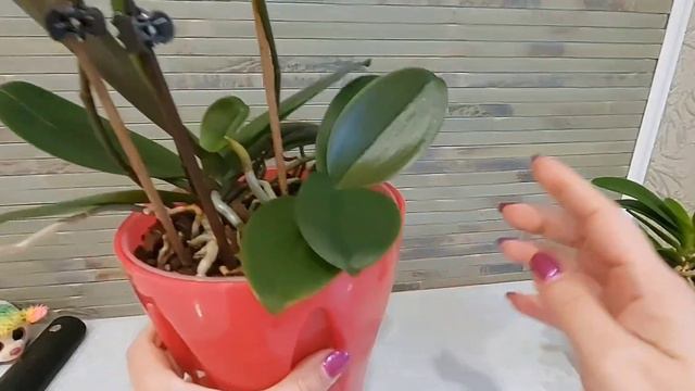 Групповые посадки орхидей Тонка 5 и Тонка 7, а также Сого Готрисс (пелор) Обзор на 27.11.2022 смотреть онлайн