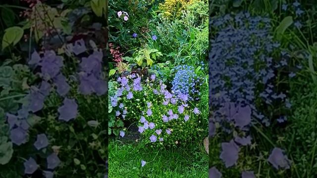 Карпатский колокольчик осенью смотреть онлайн