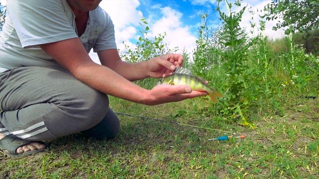 Летний клёв - вечерний жор Окуня. смотреть онлайн