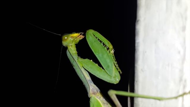 Завелось насекомое, что делать? Богомол I Mantis смотреть онлайн