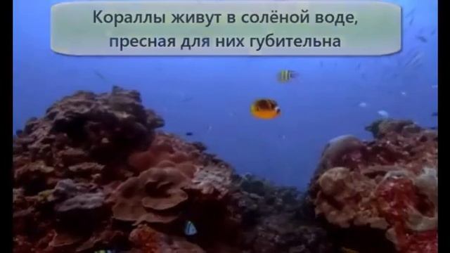 Кораллы животные или растения смотреть онлайн