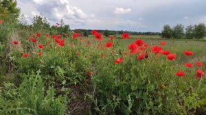 Катюша. Расцветали яблони и груши...