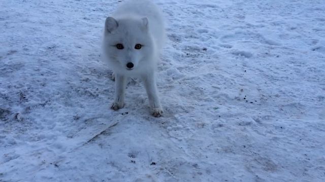 Белый северный зверь