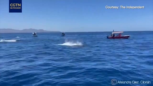 Косатка сбивает дельфина в воздухе смотреть онлайн