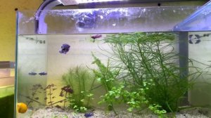 Быстрый запуск аквариума для петушка