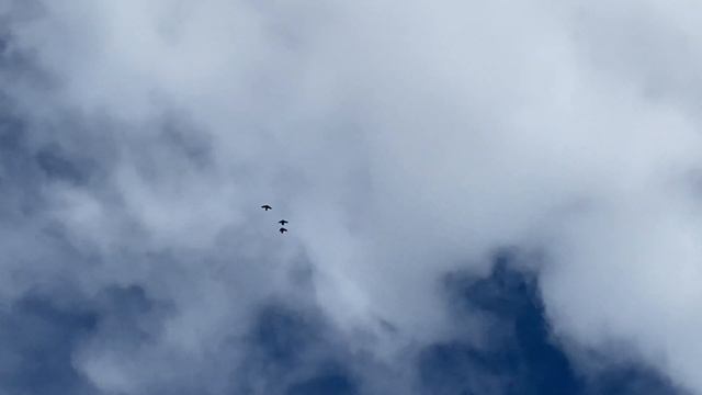 Голуби Слюнченко Ивана Ростовская область орловский район хутор быстрянский 25.04.2023 смотреть онлайн