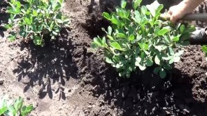 Выращивание арахиса