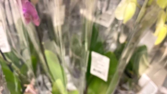 НОВЫЙ завоз орхидей по 455 рублей корни орхидей как ШПРОТЫ смотреть онлайн