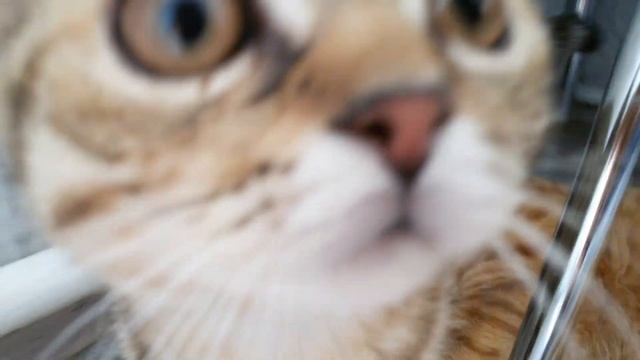 Рецепт Легкого Салата С Маслинами, Ветчиной И Сухариками смотреть онлайн