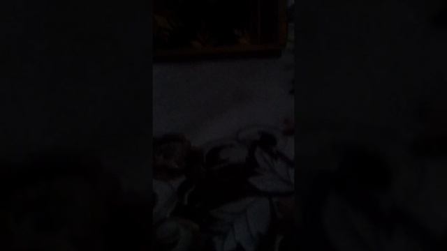 Обзор Золотая звезда. Звёздочка нос
