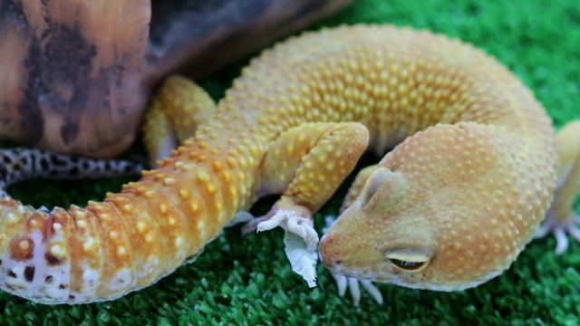 Линька эублефара под расслабляющую музыку / Eublefar molting with relaxing music смотреть онлайн