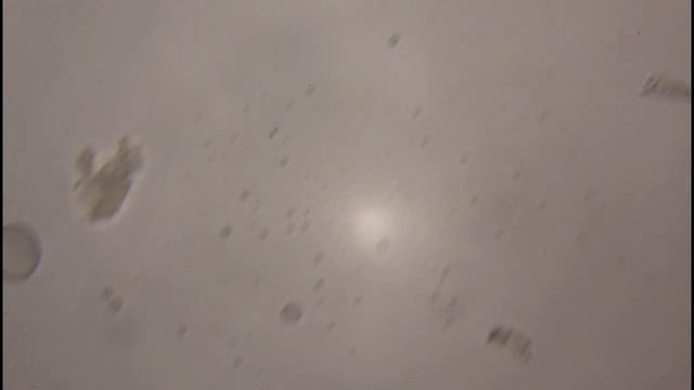 Вода из родника под микроскопом смотреть онлайн