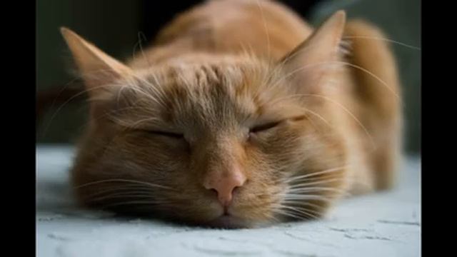 relax live , музыка , йога , релакс смотреть онлайн