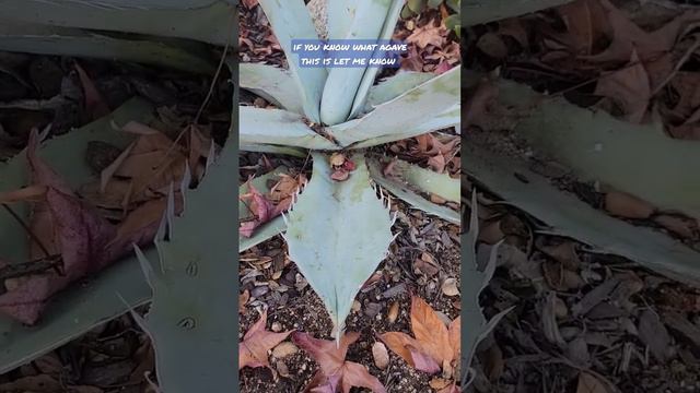 cool frosty blue agave #agaves #plants смотреть онлайн