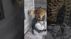 Пищалочка)