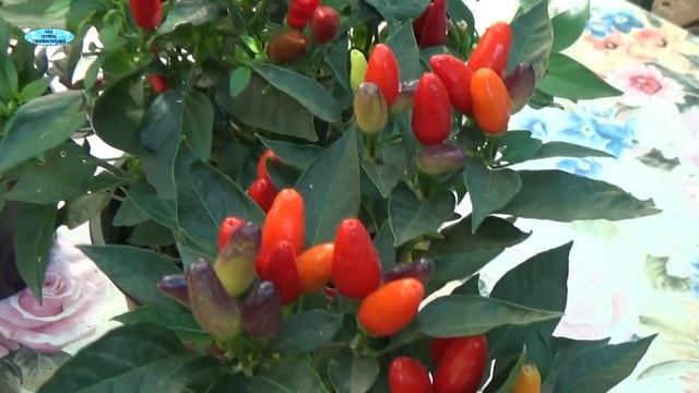 МОЯ СУПЕР КОЛЛЕКЦИЯ-ДЕКОРАТИВНЫЙ ГОРЬКИЙ ПЕРЕЦ. смотреть онлайн