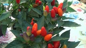 МОЯ СУПЕР КОЛЛЕКЦИЯ-ДЕКОРАТИВНЫЙ ГОРЬКИЙ ПЕРЕЦ.