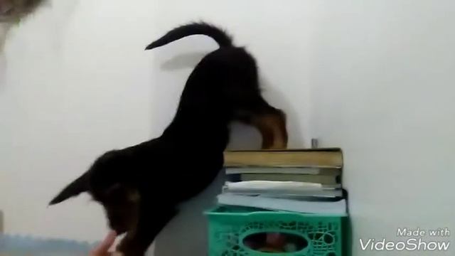 Как научить свою собаку стоять на "руках" смотреть онлайн