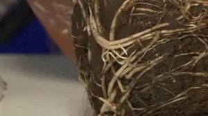 Пересадка дипладении в домашних условиях.