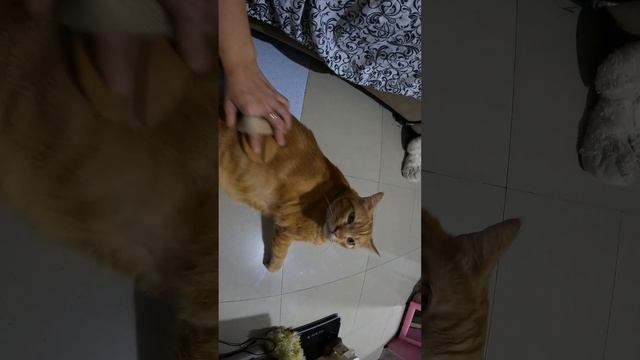 Just a Fat Cat getting scrub #shorts #fatcat смотреть онлайн