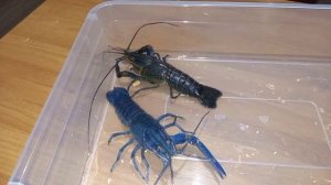 Вся правда о выращивании Австралийского красноклешневого рака (АККР) в УЗВ до товарной навески.