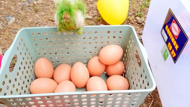 Catch Cute Chickens, Colorful Chickens, Rainbow Chicken, Rabbits, Cute Cats,Ducks,Animals Cute #67 смотреть онлайн