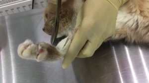 Как снять катетер у кошки САМОСТОЯТЕЛЬНО