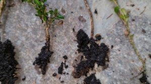 ? РАЗМНОЖЕНИЕ САМШИТА ЧЕРЕНКАМИ ?ЧЕРЕНКОВАНИЕ САМШИТА ?