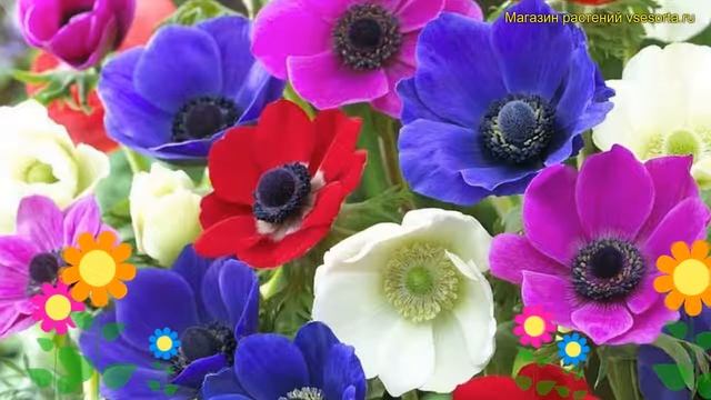 Анемона японская Микс. Краткий обзор, описание характеристик anemone japonica Mixed смотреть онлайн