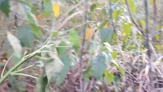 Ipomoea carnea Plant details family convolvulaceae(behaya बेहया का पौधा) смотреть онлайн