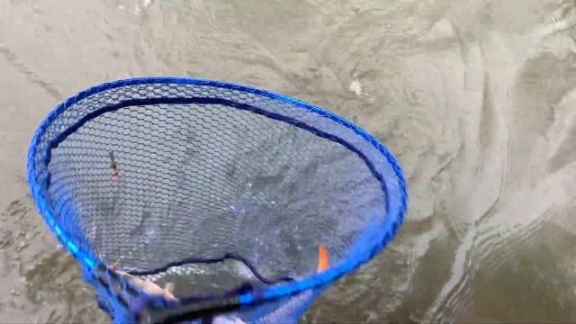 РЫБАЛКА НА ПОПЛАВОК! Сом, карп, карась! Обзор удочки TRABUCCO ERECTA + конкурс! смотреть онлайн