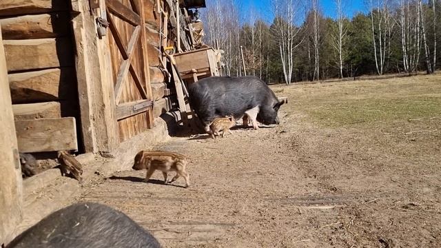 Поросята впервые вышли на улицу.Реакция остальных животных. Сытное блюдо в пост.Почему мы не постим смотреть онлайн