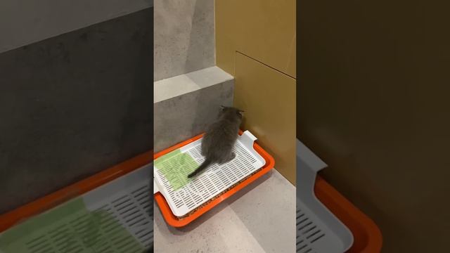 С Днем Рождения, Семён 💜 #кот #кошки #котики смотреть онлайн