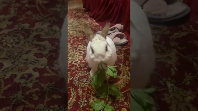 Маленький кролик ест большой сельдерей в Ростове-на-Дону смотреть онлайн