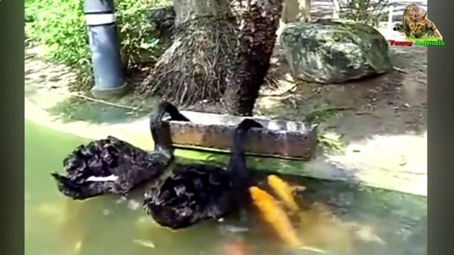 ПРИКОЛЫ. СМЕШНЫЕ ПРИКОЛЫ про Животных. смотреть онлайн