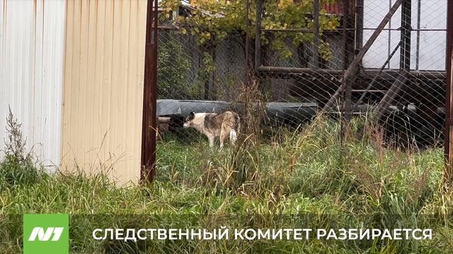 СЛЕДСТВЕННЫЙ КОМИТЕТ РАЗБИРАЕТСЯ смотреть онлайн