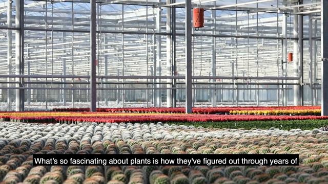 On The Ledge Podcast Episode 72: Dutch houseplant nurseries tour смотреть онлайн