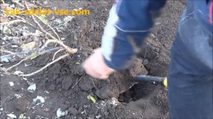 Пересадка смородины. Как правильно пересадить.