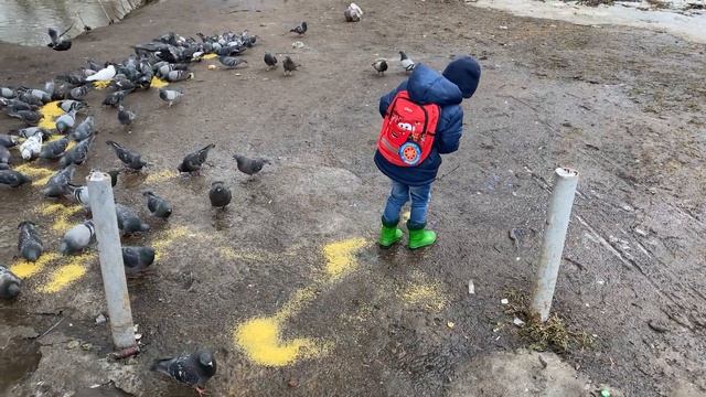 Как ребёнок рисует на асфальте пшеном кормит голубей Художник Развитие ребёнка Познание мира смотреть онлайн
