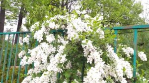 Экзохорда Роскошное цветение/Плоды и Семена