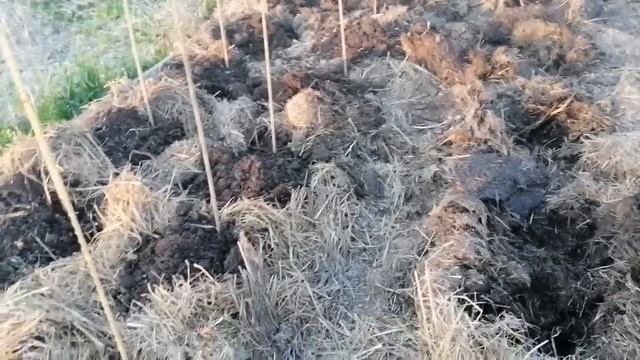 Теплая Очень Органическая Грядка Под Томаты В Открытом Грунте // Май 2022 г // С.Х.У смотреть онлайн