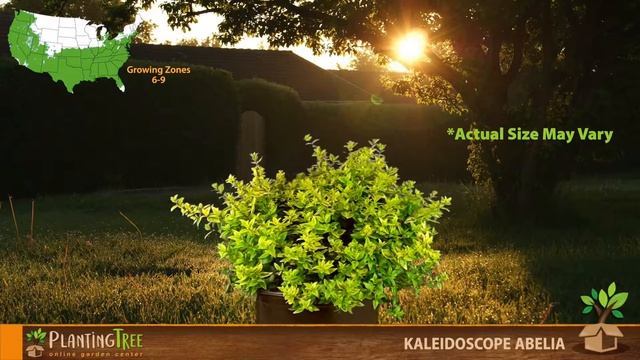 Kaleidoscope Abelia | Kaleidoscope Abelia for Sale | PlantingTree™ смотреть онлайн
