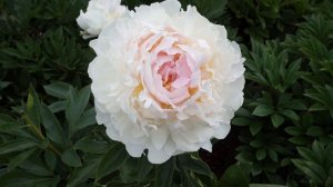 Пион BLUSH QUEEN