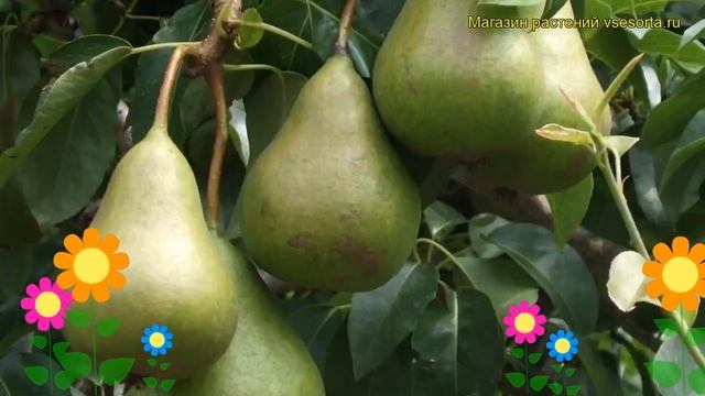 Груша обыкновенная Осенняя Яковлева. Краткий обзор, описание Pyrus Communis Osenniaia Iakovleva