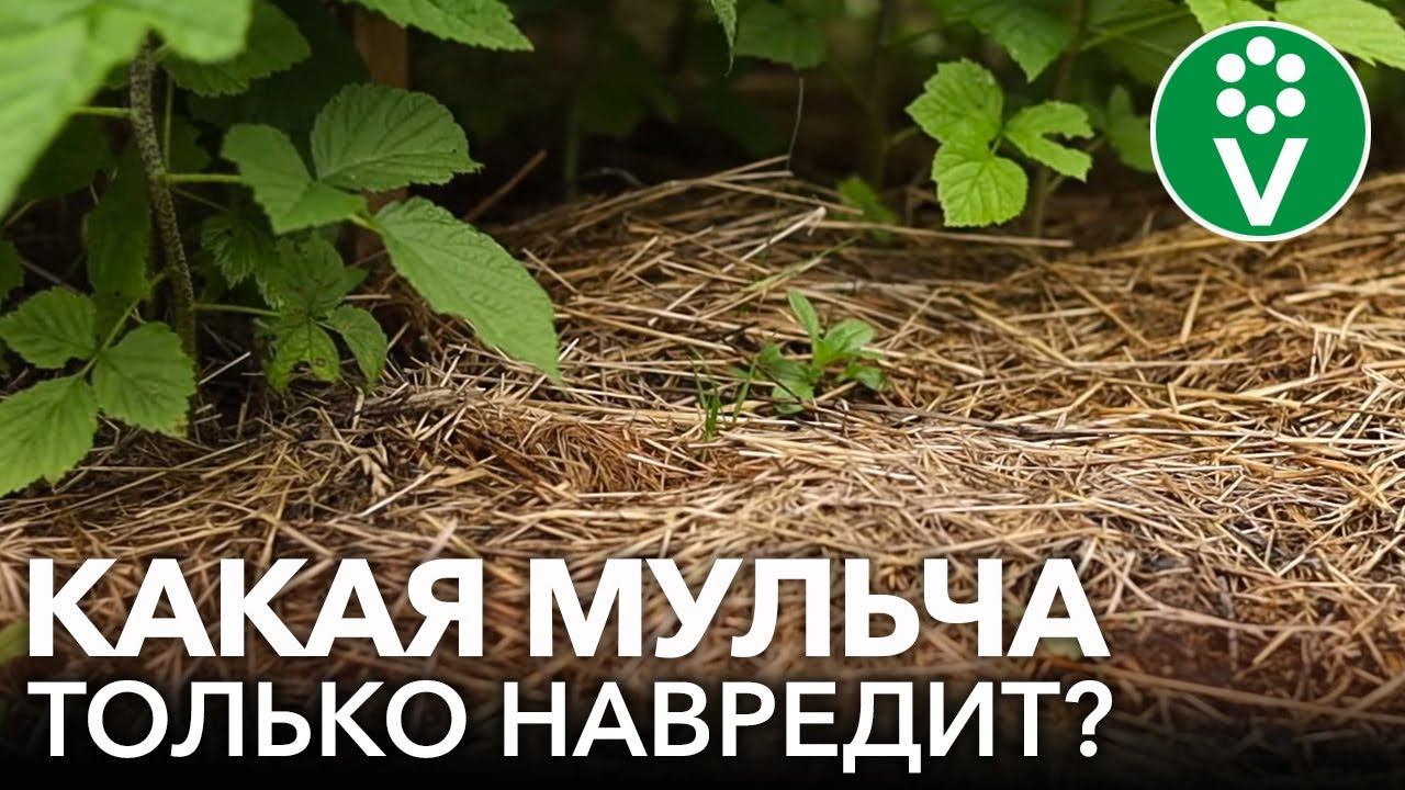 УЖАСЫ МУЛЬЧИ И МУЛЬЧИРОВАНИЯ! Вредители, болезни, сорняки и другие проблемы с мульчой смотреть онлайн