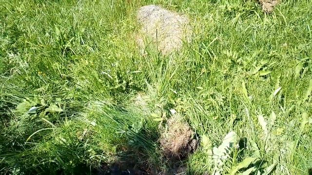 Дети на даче. Раскрашиваем туалет. Каштан vs ива. смотреть онлайн