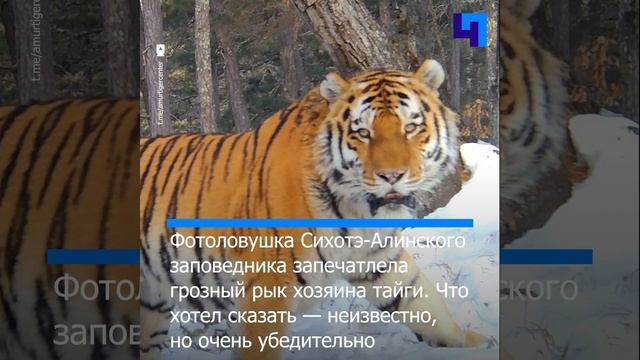 Фотоловушка запечатлела рык амурского тигра в Приморье смотреть онлайн